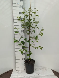 Chinesische Quitte / Holzquitte Pseudocydonia Sinensis -Obstbaumladen Holzquitte scaled