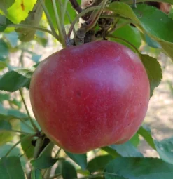 Idared Malus Domestica `Idared´ -Obstbaumladen Idared