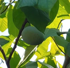 Obstbaumladen 22 Obstbaumladen -Obstbaumladen Indianerbanane 2