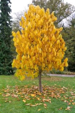 Veredelte Indianerbanane `Prolific´ Asimina Triloba `Profilic´ 8 Veredelte Indianerbanane `Prolific´ Asimina Triloba `Profilic´ -Obstbaumladen Indianerbanane BaumW2DFt4kwjl8ci