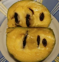 Veredelte Indianerbanane (Paw Paw) `Shenandoah®´ Asimina Triloba `Shenandoah´ -Obstbaumladen Indianerbanane von Innen5a0476156796c