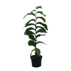 Indianerbanane (Paw Paw) Asimina Triloba -Obstbaumladen Indianerbanane weiss