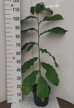 Veredelte Indianerbanane `Prolific´ Asimina Triloba `Profilic´ 7 Veredelte Indianerbanane `Prolific´ Asimina Triloba `Profilic´ -Obstbaumladen Indianerbanane weissUlvLMu4s0J9e2