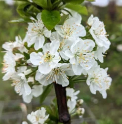 Säulensauerkirsche `Jachim´ Prunus Cerasus `Jachim´ -Obstbaumladen Jachim Bl te