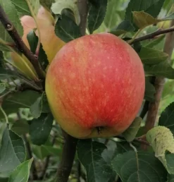James Grieve Malus Domestica -Obstbaumladen James GrievenWL4e8v3N45Ys
