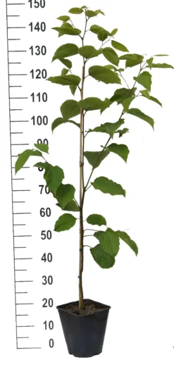 Japanischer Rosinenbaum Hovenia Dulcis -Obstbaumladen Japanischer rosinenbaum weiss