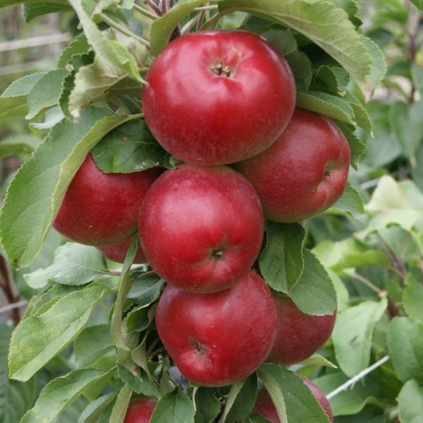 Säulenapfel Jarle ® Malus Domestica 1 Säulenapfel Jarle ® Malus Domestica