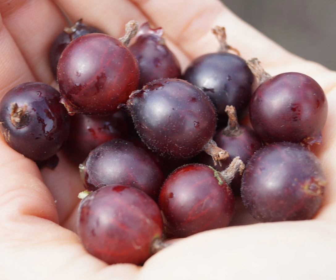 Jochelbeere Ribes X Nidrigolaria 2 Jochelbeere Ribes X Nidrigolaria – Bild 2