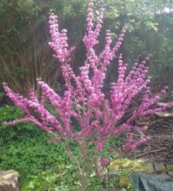 Judasbaum Cercis Siliquastrum -Obstbaumladen Judasbaum
