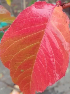 Zierkirsche `Kanzan´ Prunus Serrulata `Kanzan´ 7 Zierkirsche `Kanzan´ Prunus Serrulata `Kanzan´ -Obstbaumladen Kanzan herbstf rbung