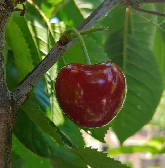 Säulenkirsche `Sylvia´ Prunus Avium `Sylvia´ 1 Säulenkirsche `Sylvia´ Prunus Avium `Sylvia´