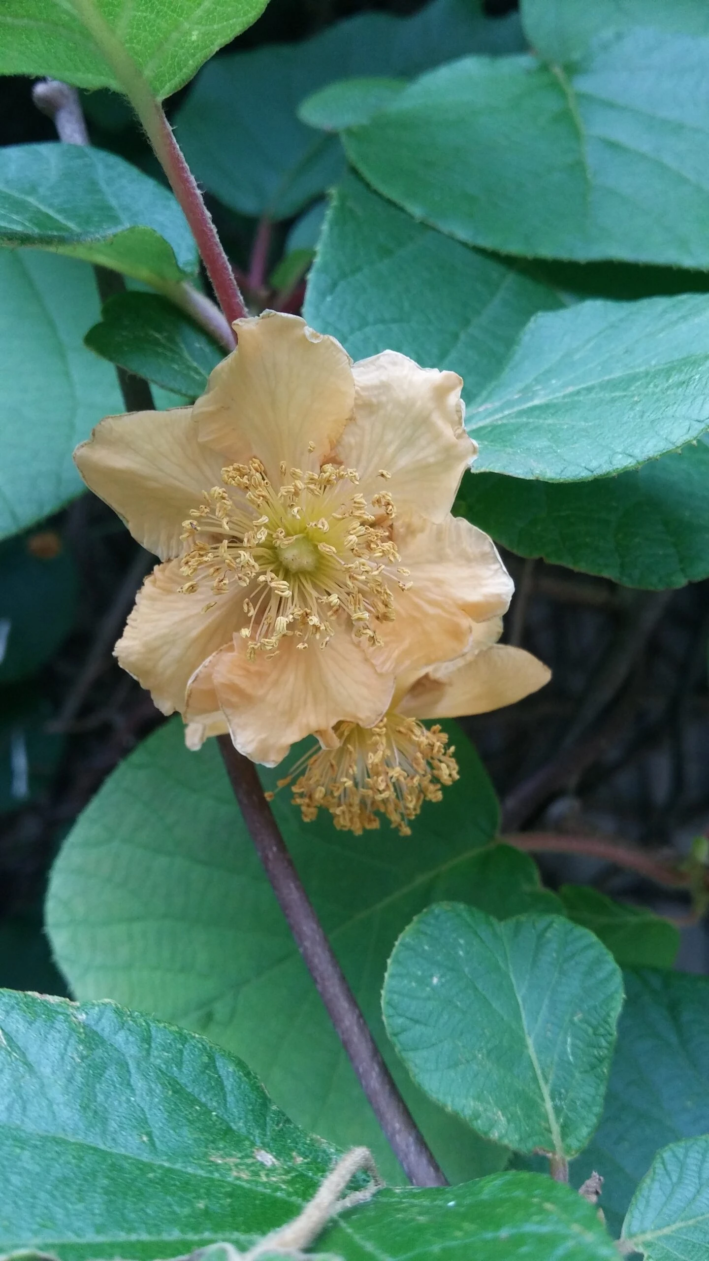 Kiwi `Tomuri´ (männlich) Actinidia Chinensis `Tomuri 1 Kiwi `Tomuri´ (männlich) Actinidia Chinensis `Tomuri