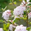 Koreanischer Duft-Schneeball Viburnum Carlesii