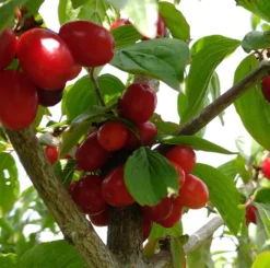 Großfrüchtige Kornelkirsche `Jolico´ Cornus Mas `Jolico´ -Obstbaumladen Kornelkirsche jolico