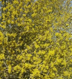 Großfrüchtige Kornelkirsche `Schönbrunner Gourmet Dirndl´ Cornus Mas `Schönbrunner Gourmetdirndl´ -Obstbaumladen Kornelkirschen