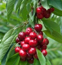 Lapins-selbstfruchtbar Prunus Avium `Lapins´