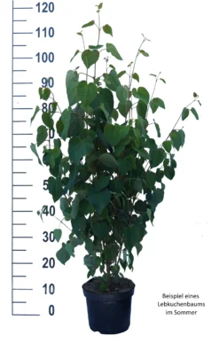 Lebkuchenbaum / Katsurabaum Cercidiphyllum Japonicum -Obstbaumladen Lebkuchenbaum weiss