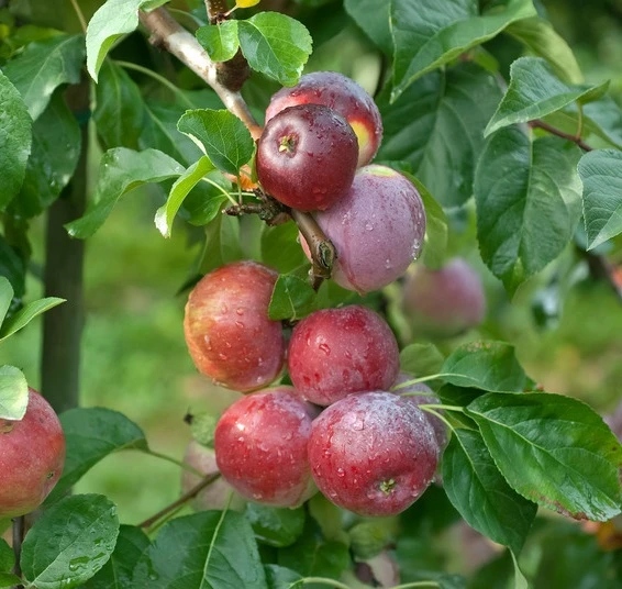 Liberty Malus Domestica `Liberty´ 1 Liberty Malus Domestica `Liberty´