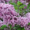 Zwerg-Duft-Flieder `Lillifee´® Syringa Meyeri `Lillifee´