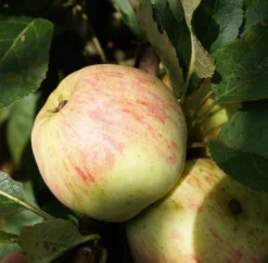 Zwergapfel Maloni® `Lilly´® Malus Domestica `Lilly´ -Obstbaumladen Lilly