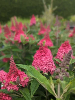Schmetterlingsflieder Butterfly Candy® (versch. Farben) Buddleja Davidii 9 Schmetterlingsflieder Butterfly Candy® (versch. Farben) Buddleja Davidii -Obstbaumladen Little Ruby