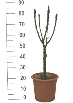 Zwergbirne `Luisa´ Pyrus Communis `Luisa´ -Obstbaumladen Luisa weiss