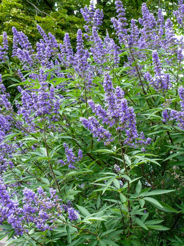 Mönchspfeffer Vitex Agnus Castus 2 Mönchspfeffer Vitex Agnus Castus – Bild 2