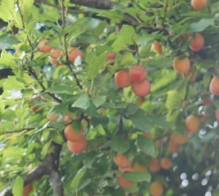 MilankaⓇ Bunte Kirschpflaume Prunus Cerasifera `Milanka´ -Obstbaumladen Milanka Frucht