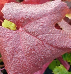 Blauer Muskateller Vitis `Blauer Muskateller´ -Obstbaumladen Muskateller herbstf rbung