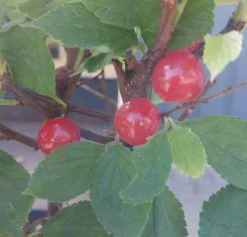 Nankingkirsche `Orient´ Prunus Tomentosa Orient -Obstbaumladen Nankingkirsche Frucht