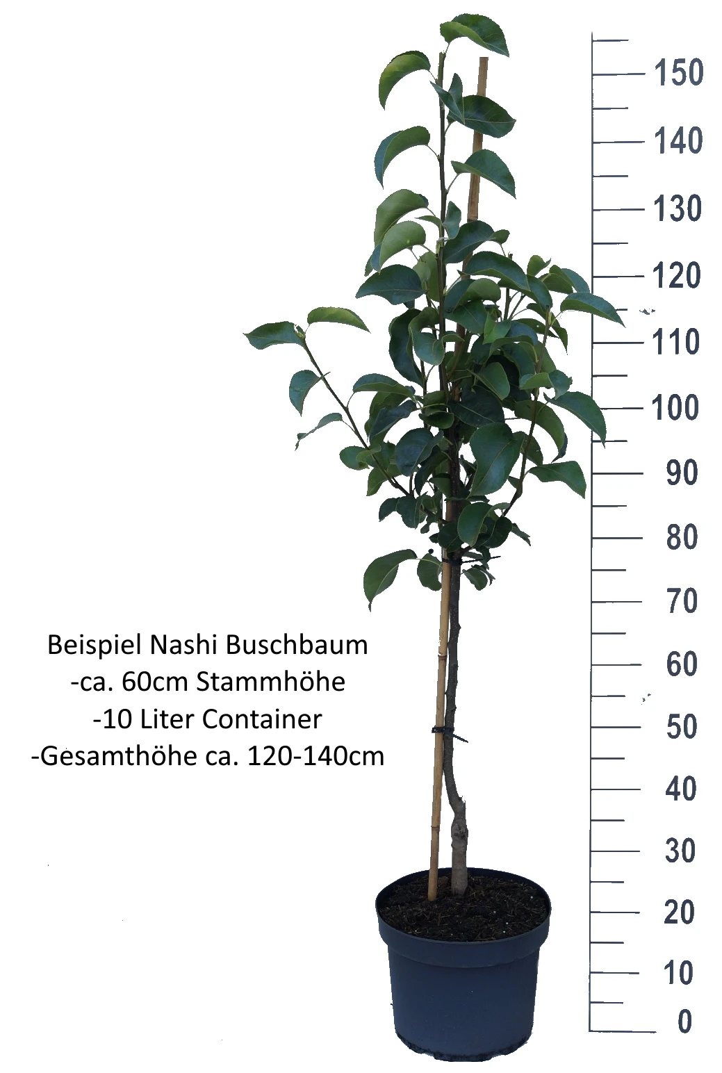 Nashi Kosui Pyrus Pyrifolia `Kosui´ 5 Nashi Kosui Pyrus Pyrifolia `Kosui´ – Bild 5