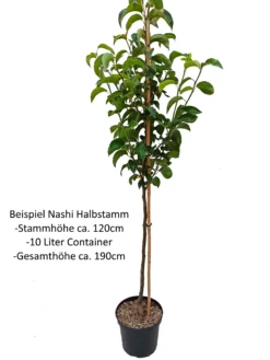 Nashi Nijiseiki Pyrus Pyrifolia `Nijiseiki´ -Obstbaumladen Nashi Halbstamm1
