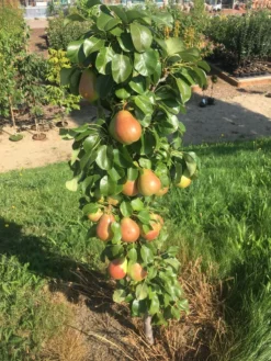 Säulenbirne `Obelisk®´ Pyrus Communis `Obelisk®´ -Obstbaumladen Obeslisk2