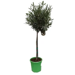 Olivenbaum - Stämmchen Olea Europaea -Obstbaumladen Olivenbaum 1
