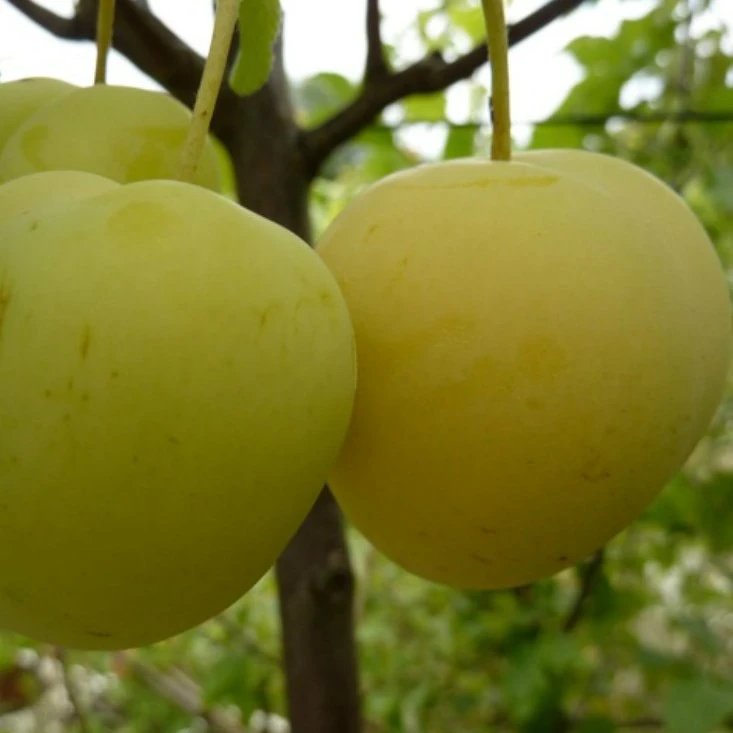 Oullins Reneklode Prunus Domestica Subsp. Italica `Oullins´ 2 Oullins Reneklode Prunus Domestica Subsp. Italica `Oullins´ – Bild 2