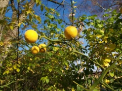 Dreiblättrige Orange Poncirus Trifoliata -Obstbaumladen PONCIRUS trifoliata
