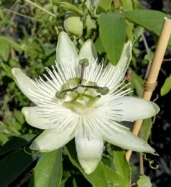 Passionsblume `Snow Queen´ Passiflora `Snow Queen´