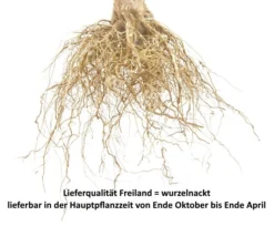 Aprimira Prunus Domestica Subsp. Syriaca `Aprimira´ -Obstbaumladen Pflaume Beispiel wurzelnacktxw87qRtTASKR1