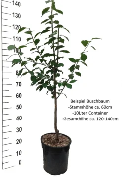 Hauszwetsche Prunus Domestica `Hauszwetsche´ 8 Hauszwetsche Prunus Domestica `Hauszwetsche´ -Obstbaumladen Pflaume Buschbaum Beispiel Neu WeissSzQUYrlPfb7aH