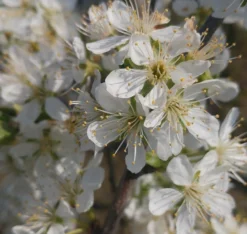 Pflausich Prunus Domestica `Pflausich´ -Obstbaumladen Pflausich Bl te1