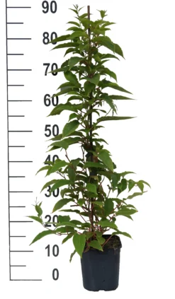 Obstbaumladen 13 Obstbaumladen -Obstbaumladen Pink Jumbo weiss