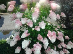 Rispenhortensie `Vanille-Fraise´ Hydrangea Paniculata `Vanille Fraise´ -Obstbaumladen Pinky Winkie Hortensie5936a36f54caf