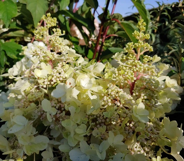Rispenhortensie Pinky Winky ® Hydrangea Paniculata `Pinky Winky´ 2 Rispenhortensie Pinky Winky ® Hydrangea Paniculata `Pinky Winky´ – Bild 2