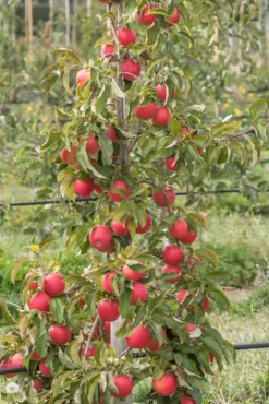 Pinova ® Malus Domestica -Obstbaumladen Pinova am Baum