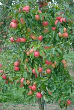 Pinova ® Malus Domestica -Obstbaumladen Pinova3