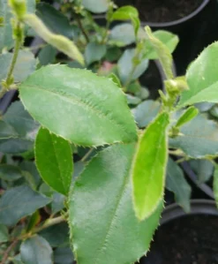 Chinesische Quitte / Holzquitte Pseudocydonia Sinensis -Obstbaumladen Pseudonya sinensis chinesische Quitte