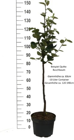Cydora Robusta Cydonia Oblonga `Cydora Robusta´ -Obstbaumladen Quitte Beispiel buschbaum weissjkFpXeMpz2mA0