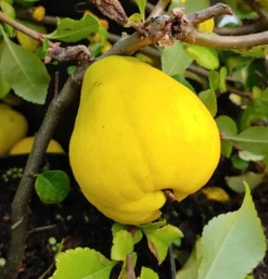 Chinesische Quitte / Holzquitte Pseudocydonia Sinensis -Obstbaumladen Quitte Holzquitte