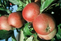 Roter Berlepsch Malus Domestica