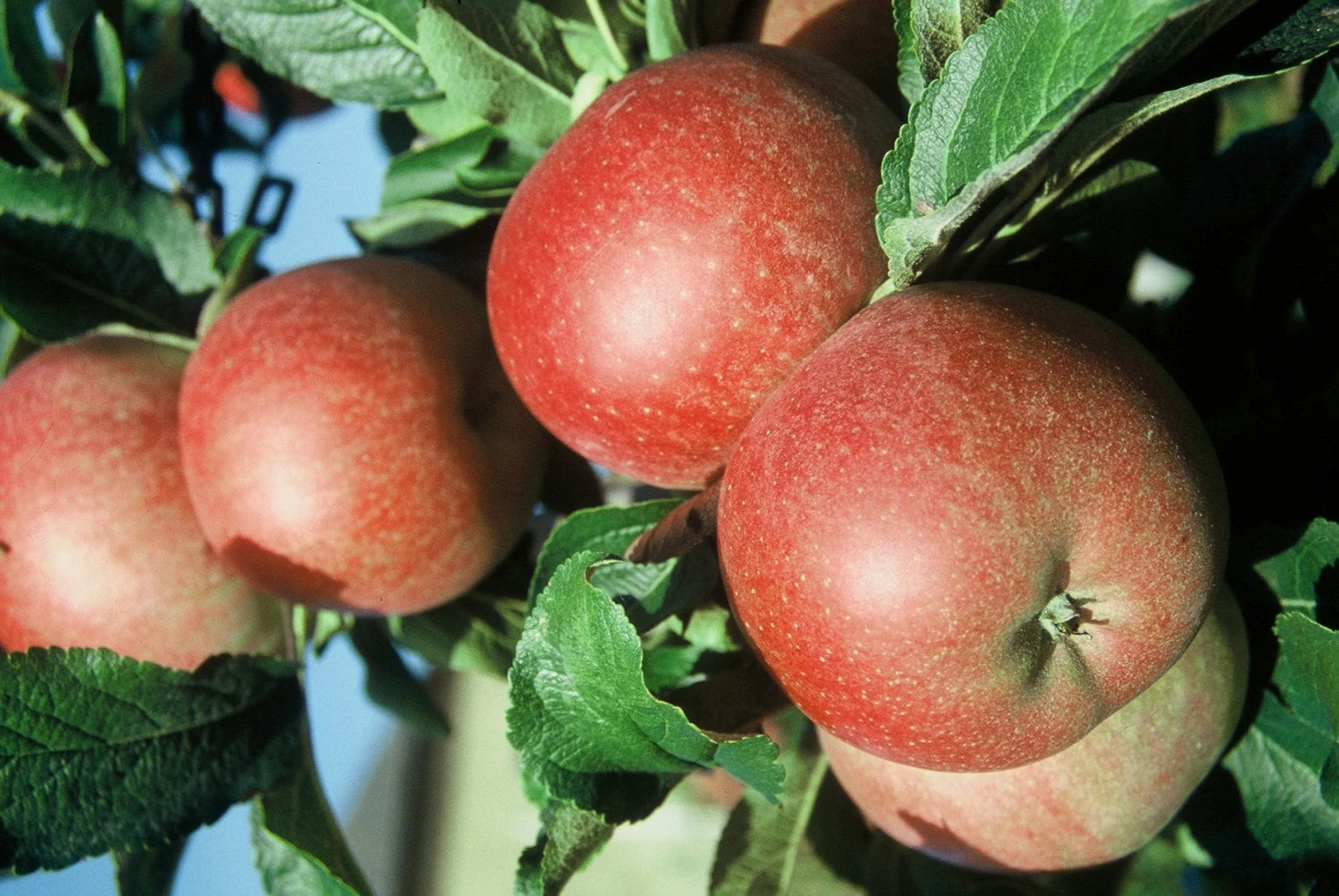 Roter Berlepsch Malus Domestica 1 Roter Berlepsch Malus Domestica